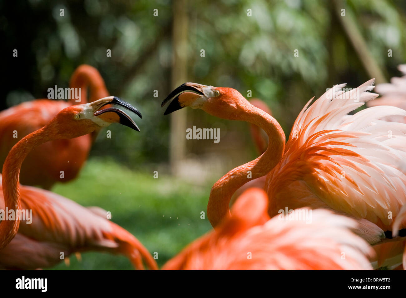 Flamingo "Wasservogel" Wildlife Natur niedlich schöne rosa "Schönheit In der Natur" Feather Gefieder "Bird Eyes" Vogelschnabel "Langen Schnabel" Stockfoto