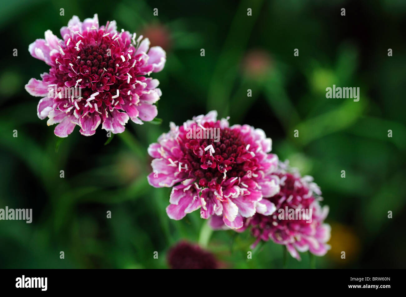 Scabiosa Burgund Mützen Mütze Nadelkissen Blume Form von Atropurpurea Blume Blüte Blüte rot lila weißen Staubfäden mehrjährige Stockfoto