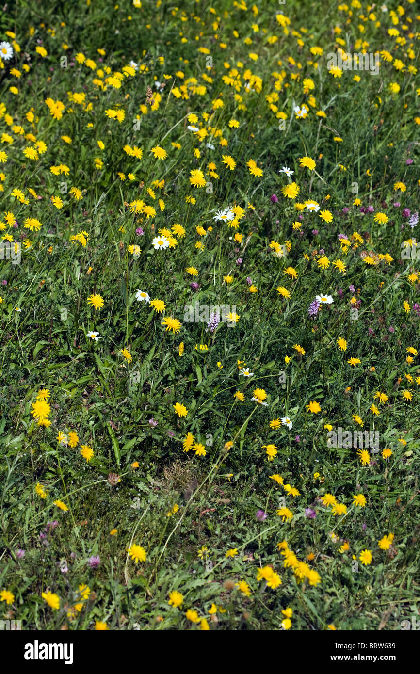 Wiesenblumen, einschließlich Rough Hawksbeard Ochsen-Auge Daisy und gemeinsame entdeckt Orchidee Millers Dale Derbyshire England Stockfoto