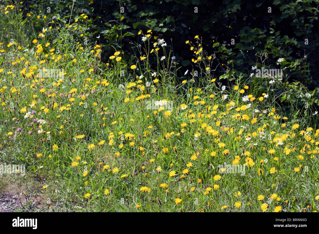 Wiesenblumen, einschließlich Rough Hawksbeard Ochsen-Auge Daisy Millers Dale Derbyshire England Stockfoto