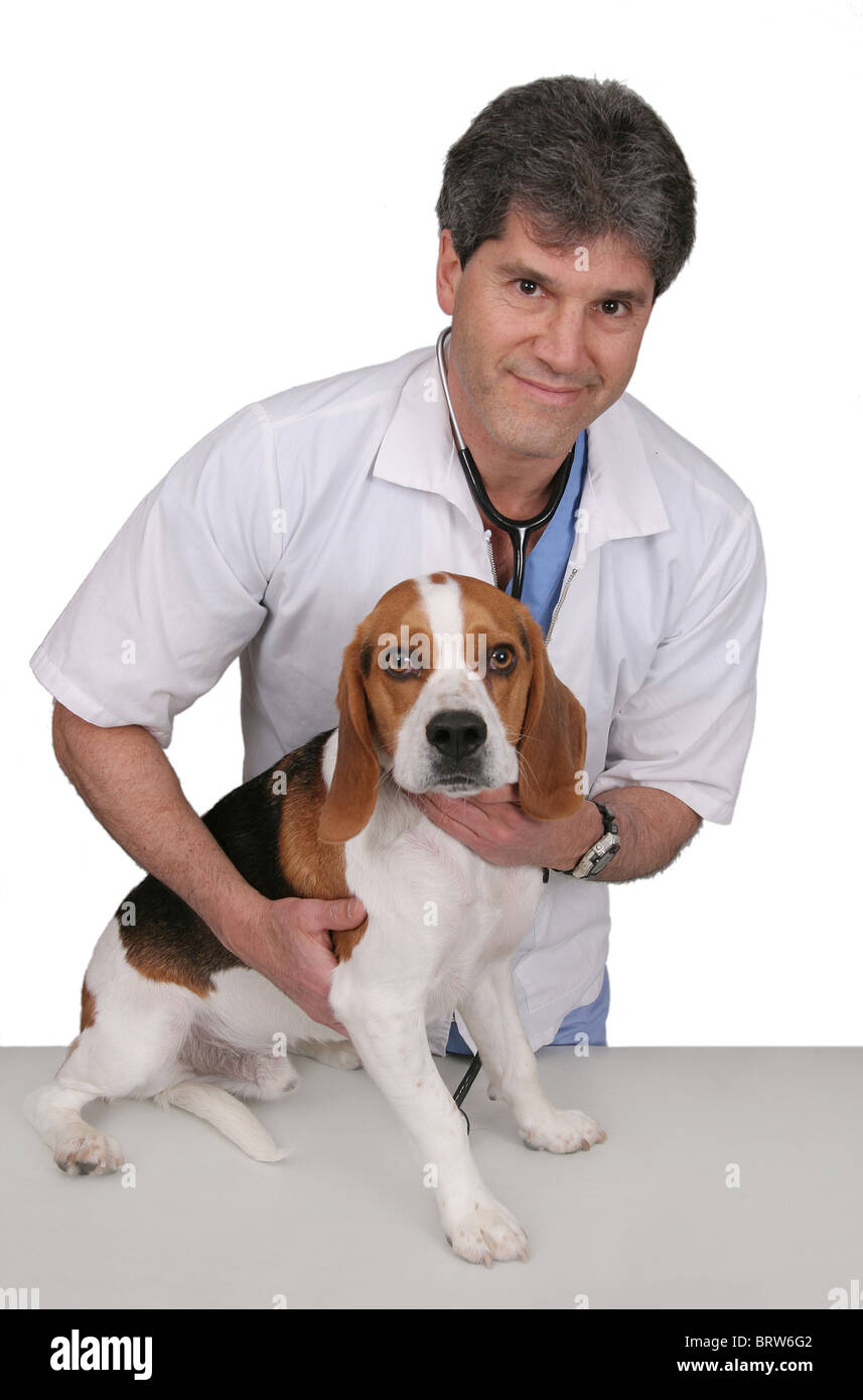ein erwachsenen männlichen Tierarzt untersuchen ein Beagle und geben einen Checkup mit Stethoskop über weiß Stockfoto