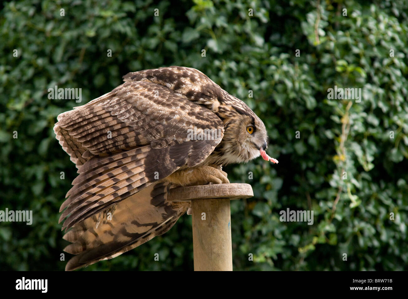 Eurasische Adler-Eule (Bubo Bubo) in Miranda do Douro, Naturschutzgebiet Stockfoto
