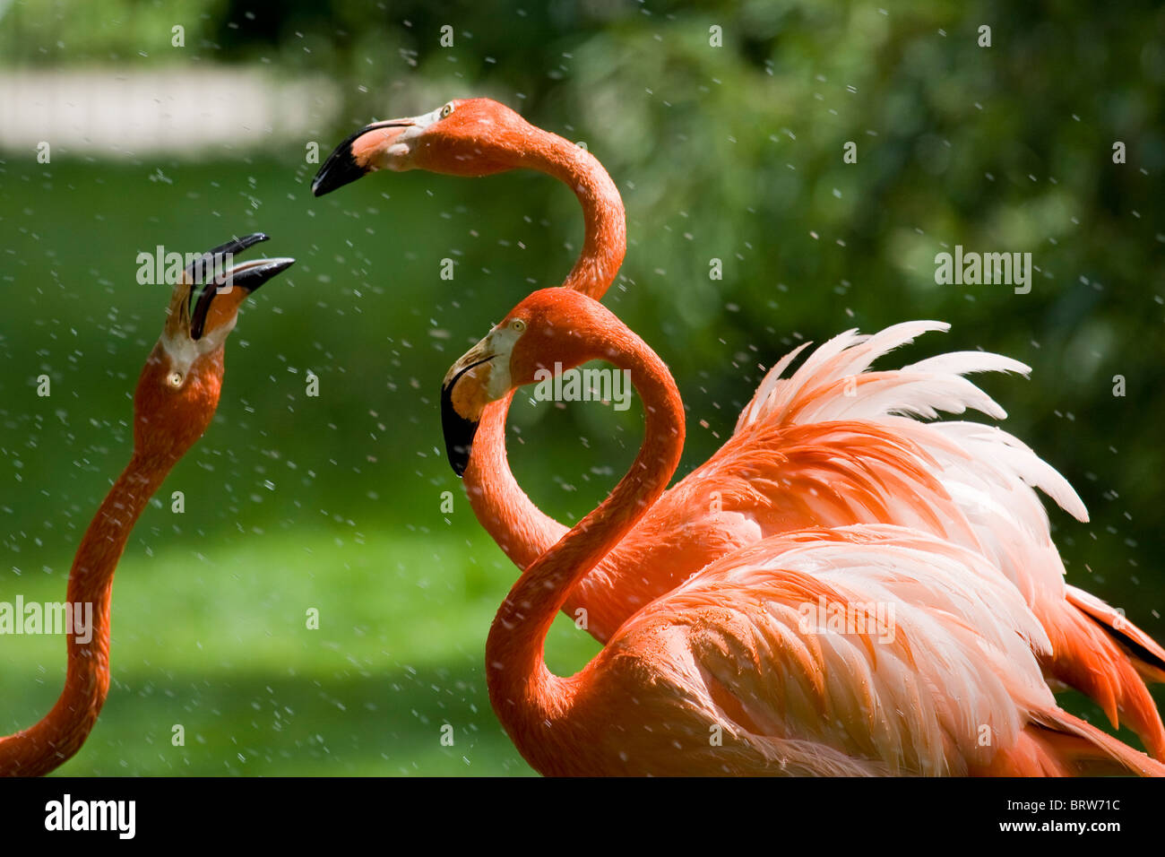 Flamingo "Wasservogel" Wildlife Natur niedlich schöne rosa "Schönheit In der Natur" Feather Gefieder "Bird Eyes" Vogelschnabel "Langen Schnabel" Stockfoto