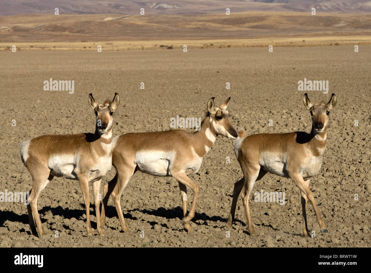 Pronghorn Antilopen in Carrizo Plain. Stockfoto