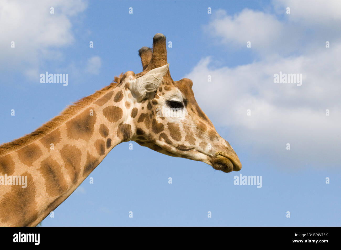 Giraffe Säugetier Tierwelt pflanzenfressenden "Safaritiere" "Tierkopf" "Tierischen Hals" "Langhals" Camouflage hoch lang Natur Afrika Stockfoto