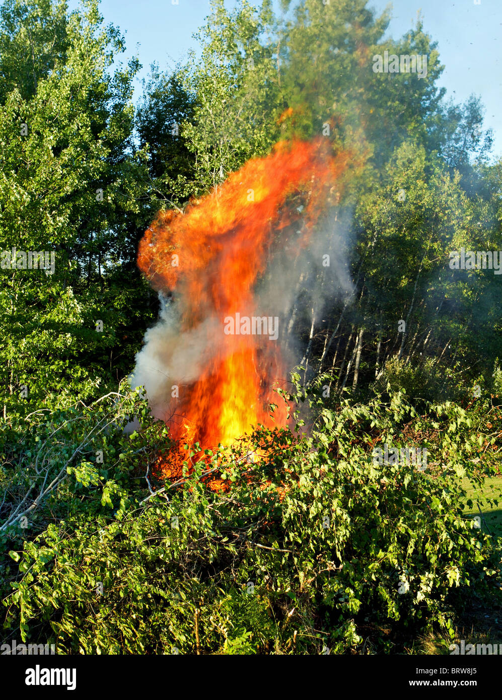 Schrubber-Haufen mit einem riesigen prasselnden Feuer verschlingt die Bäume Stockfoto