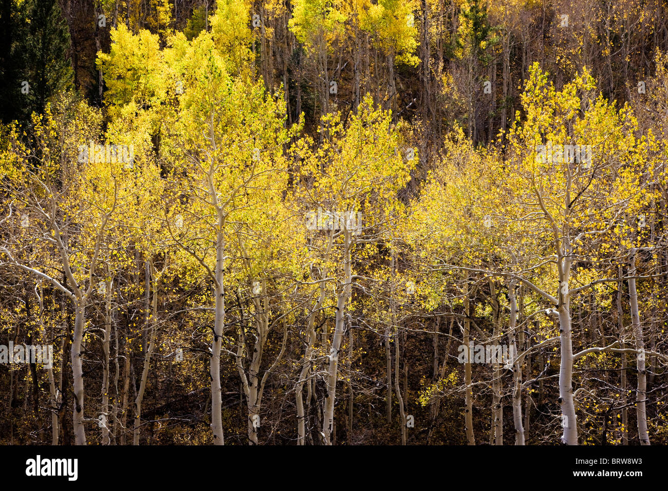 Espe Bäume im Herbst, Greens Creek Trail, San Isabel National Forest, Colorado, USA Stockfoto