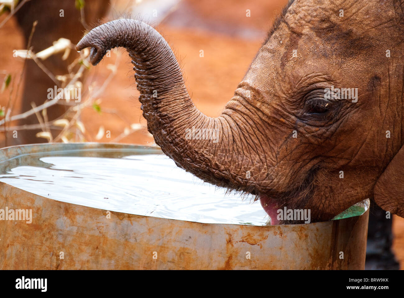 Baby-Elefanten trinken aus einer Zinn Lauf unter der Obhut eines Waisenhauses Stockfoto