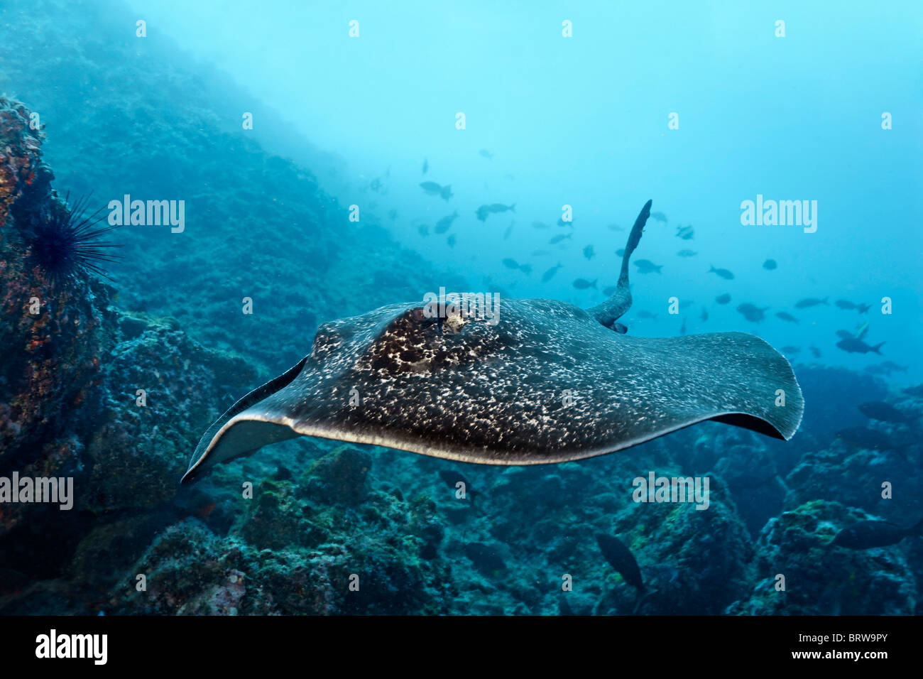 Blackspotted Sting Ray (Taeniura Meyeni), gleiten über Riff, Cocos Island, Costa Rica, Mittelamerika, Pazifik Stockfoto