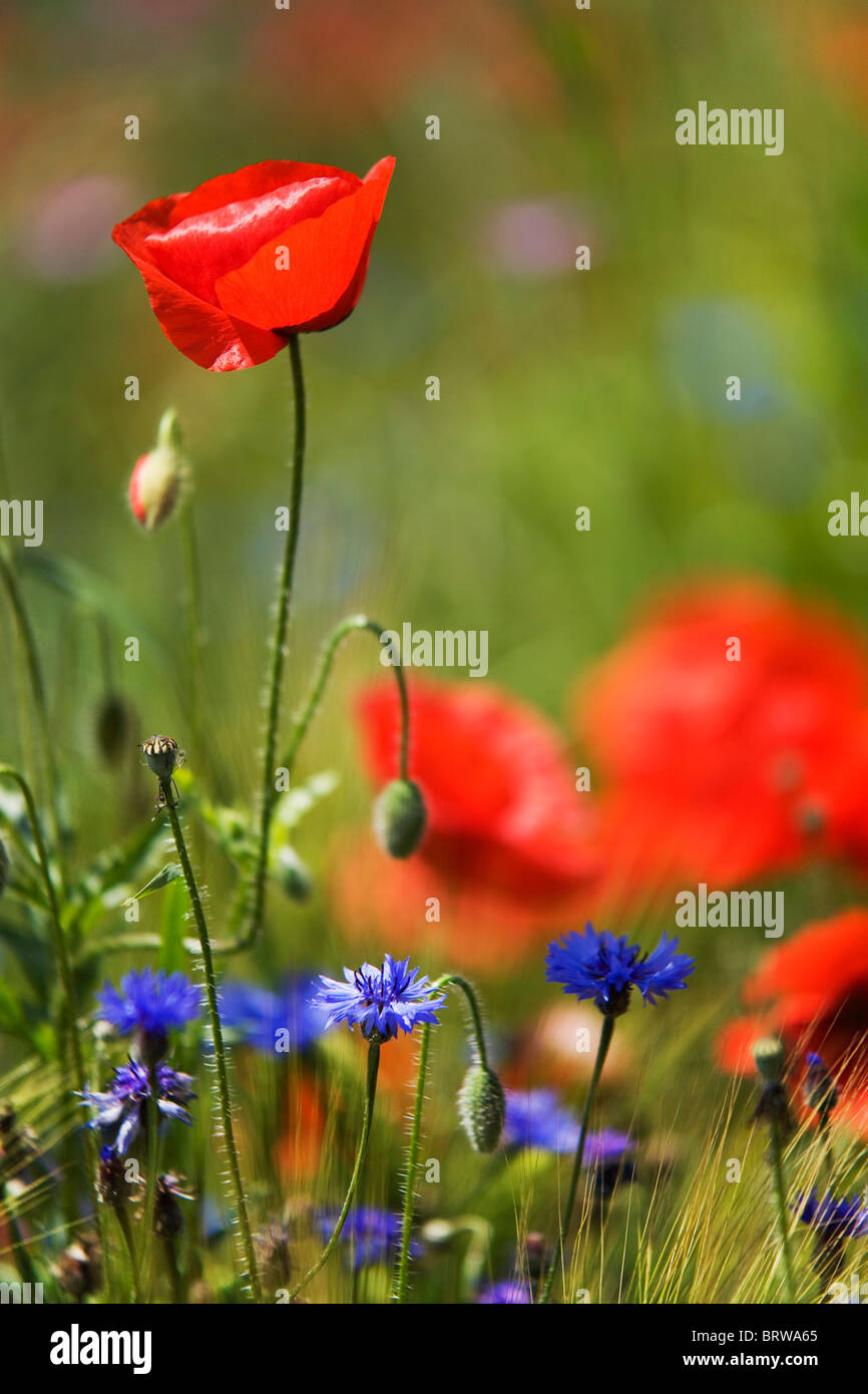 Klatschmohn, Feld Mohn, Flandern Mohn oder rote Mohn (Papaver Rhoeas), Kornblume (Centaurea Cyanus) Stockfoto