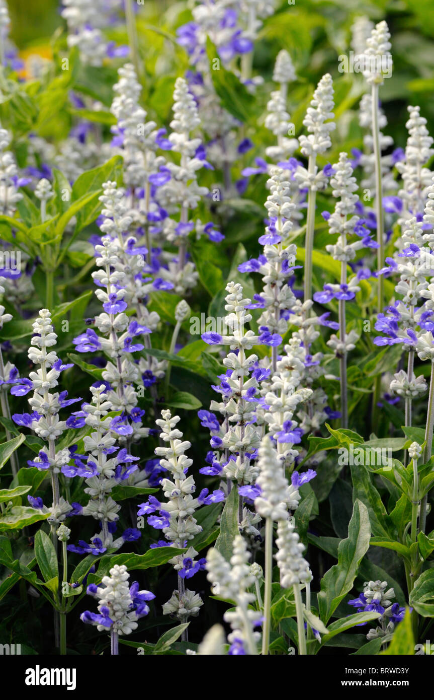 Salvia farinacea strata Fotos und Bildmaterial in hoher Auflösung Alamy