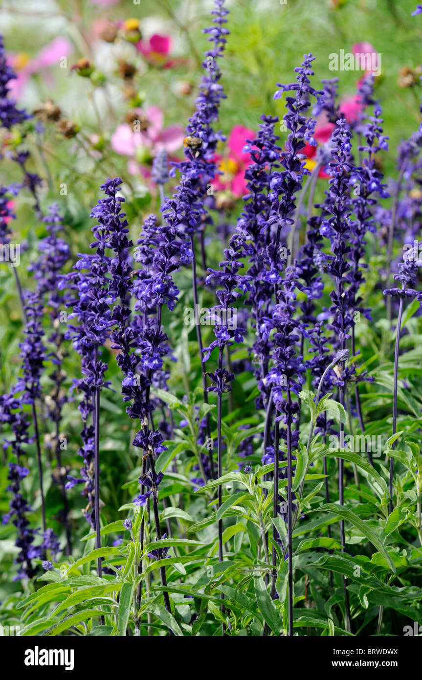 Salvia Farinacea Victoria mehrjährige krautige Pflanze lila Blumen Blüte Blüte Officinale Pflanze Salbei Stockfoto