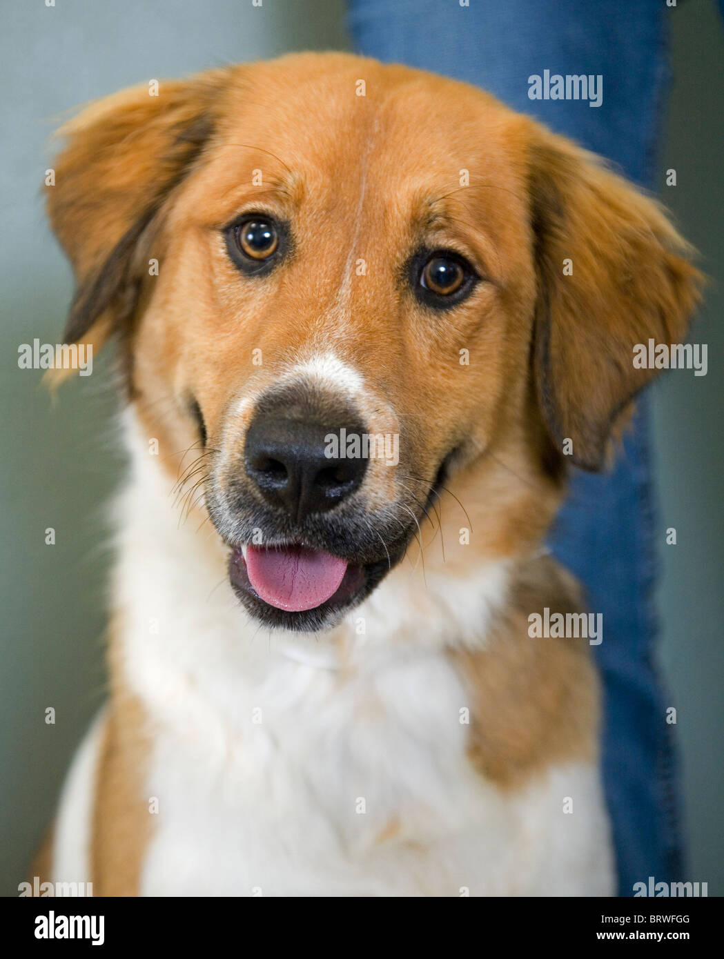 Porträt von ein freundlicher Hund, des Menschen bester Freund Stockfoto