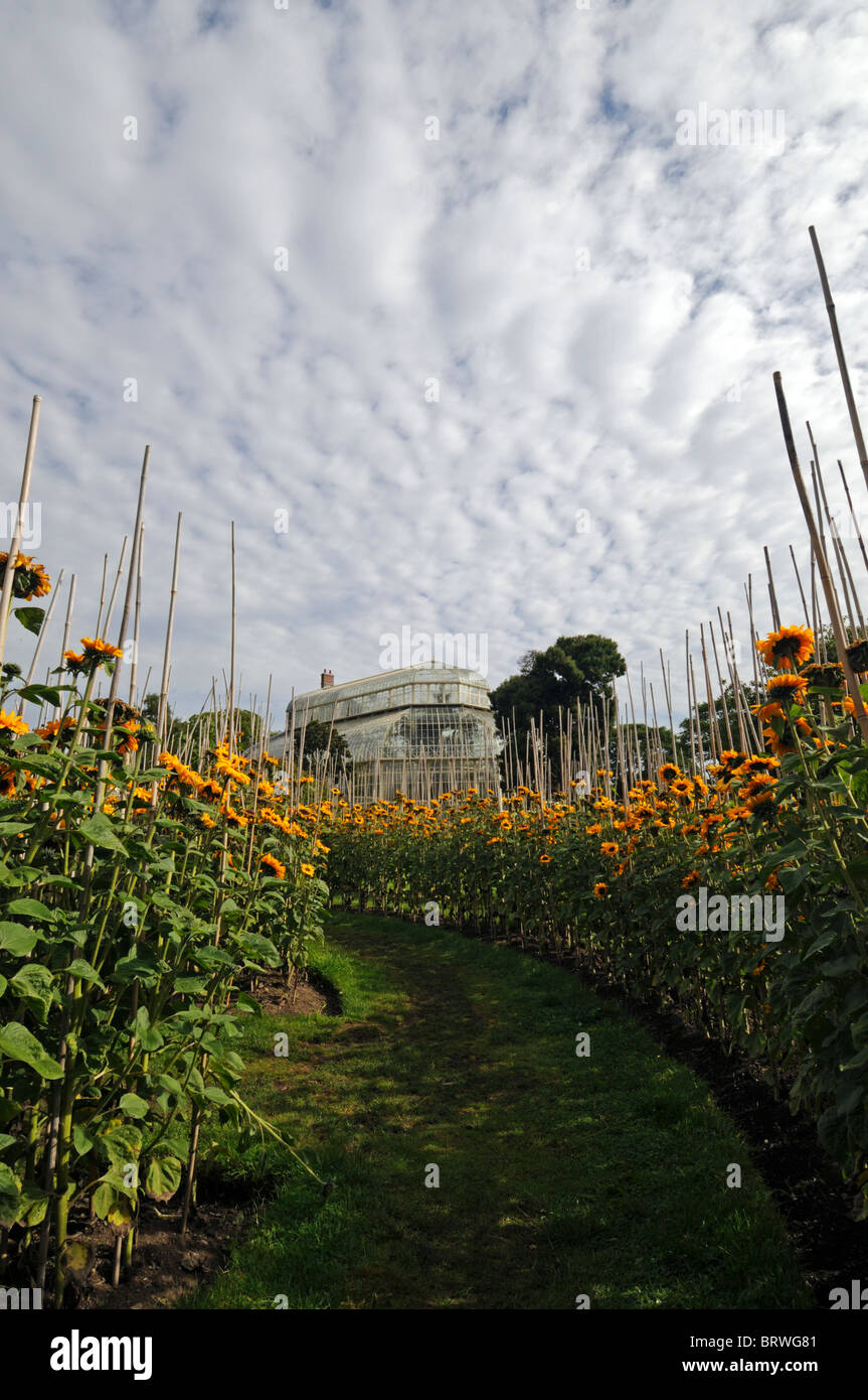 Sonnenblume Helianthus Annuus Labyrinth unterstützt Unterstützung Zug Bambus Spazierstock Blüte botanischen Garten Dublin Glasnevin Irland Stockfoto