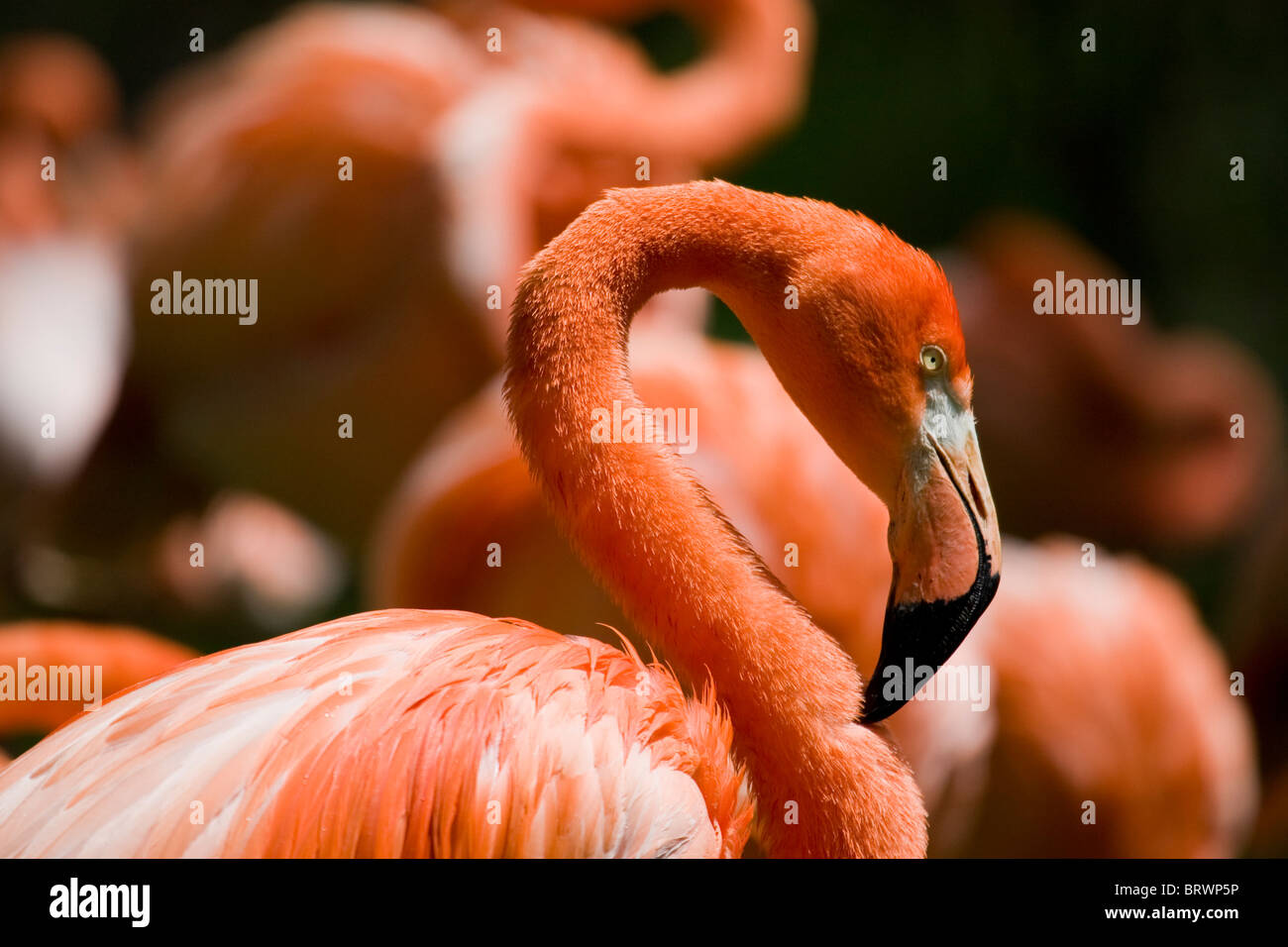 Flamingo "Wasservogel" Wildlife Natur niedlich schöne rosa "Schönheit In der Natur" Feather Gefieder "Bird Eyes" Vogelschnabel "Langen Schnabel" Stockfoto