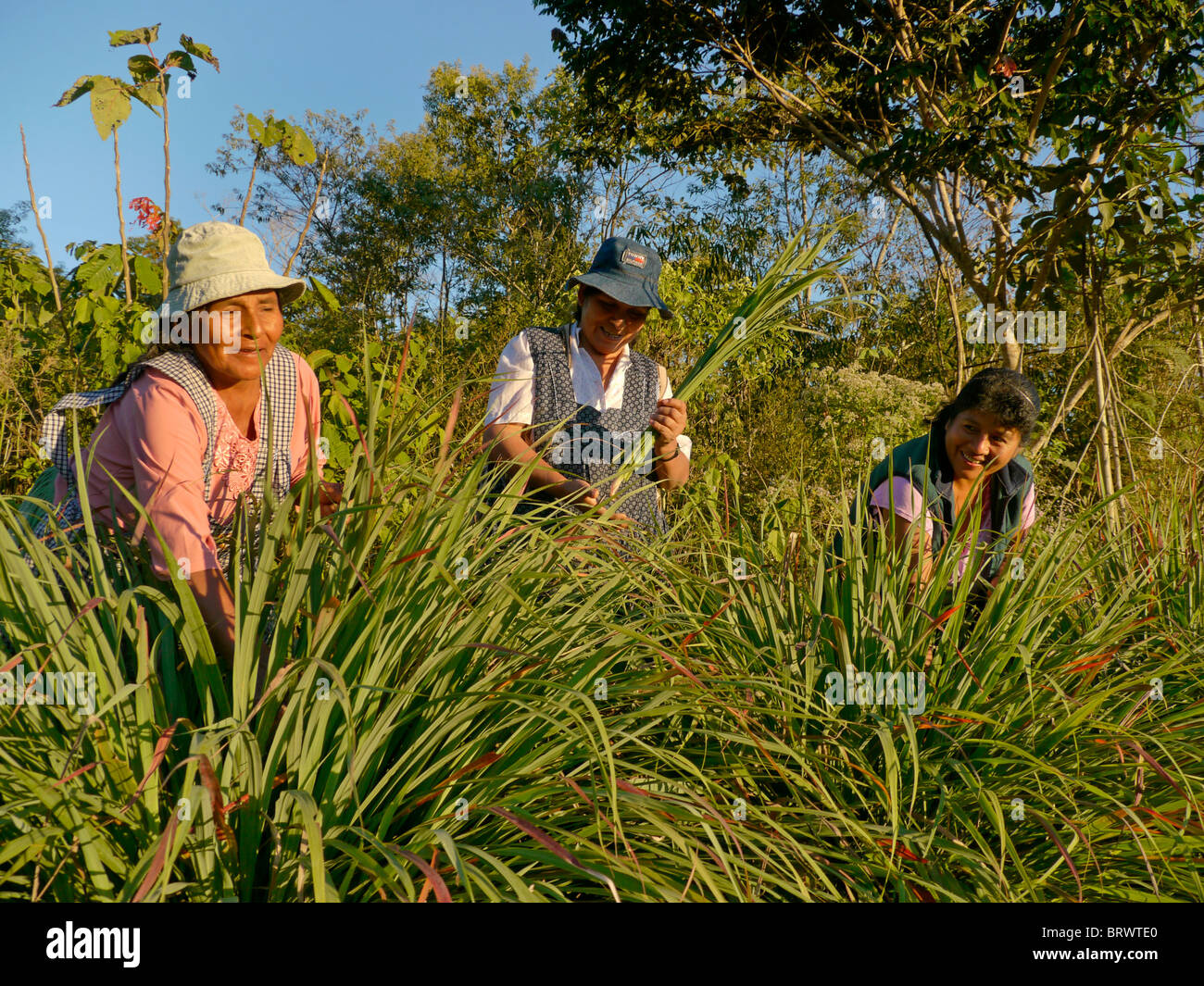 Ernten BIO Lemongras in den Hügeln oberhalb von Santa Fe, in der Nähe von Caranavi in Bolivien. Stockfoto