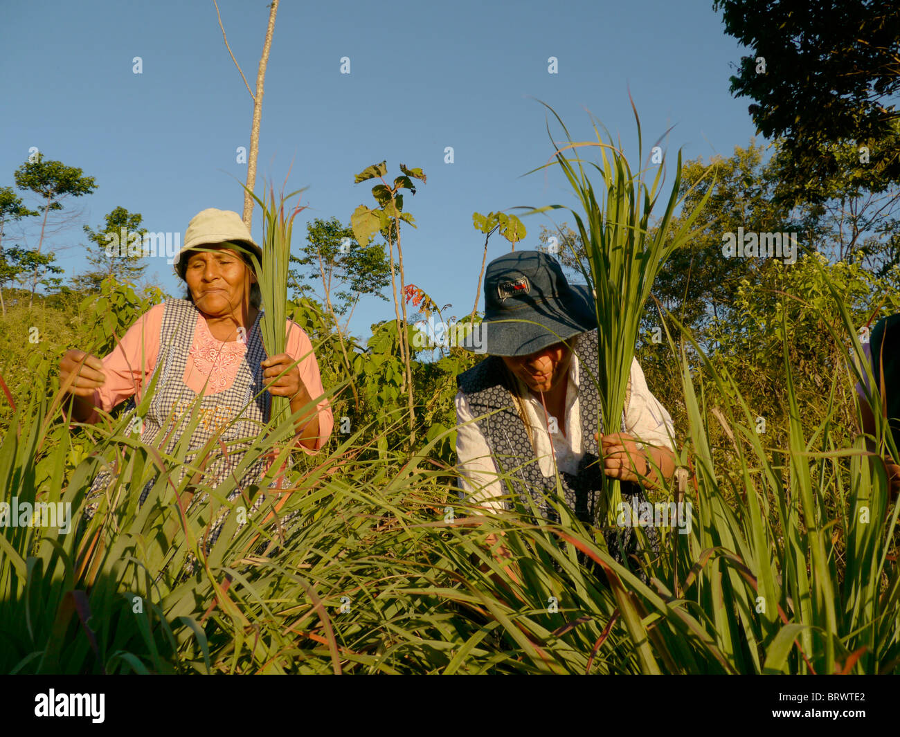 Ernten BIO Lemongras in den Hügeln oberhalb von Santa Fe, in der Nähe von Caranavi in Bolivien. Stockfoto