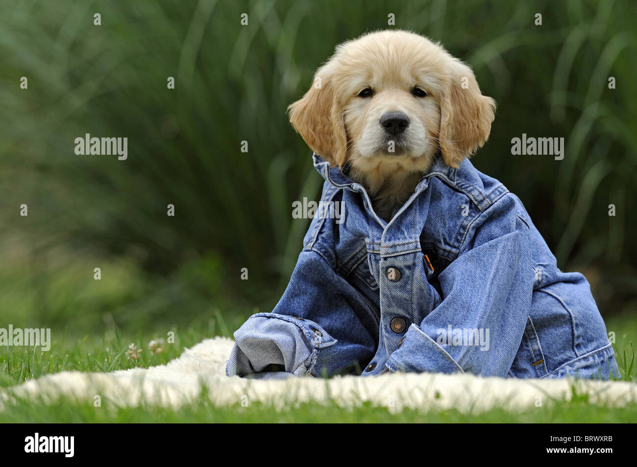 Golden Retriever (Canis Lupus Familiaris), Welpen sitzen in eine Jeansjacke. Stockfoto