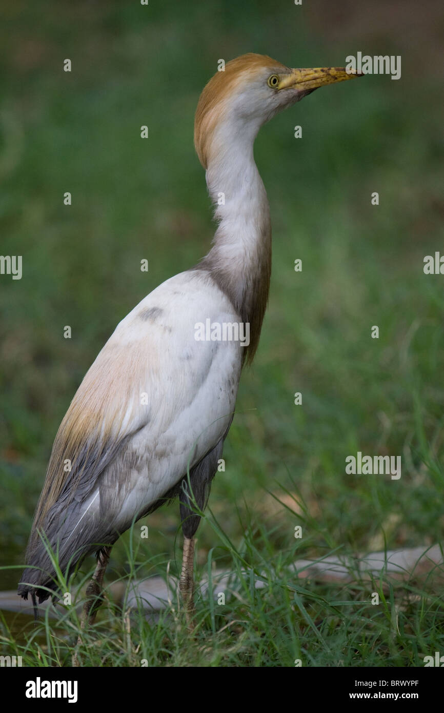 Reiher "Kuhreiher" Vogel 'Wasservogel' Orange weiss grau "Wildtier" Voliere Wildlife "Wildlife Reserve" Natur süß Stockfoto