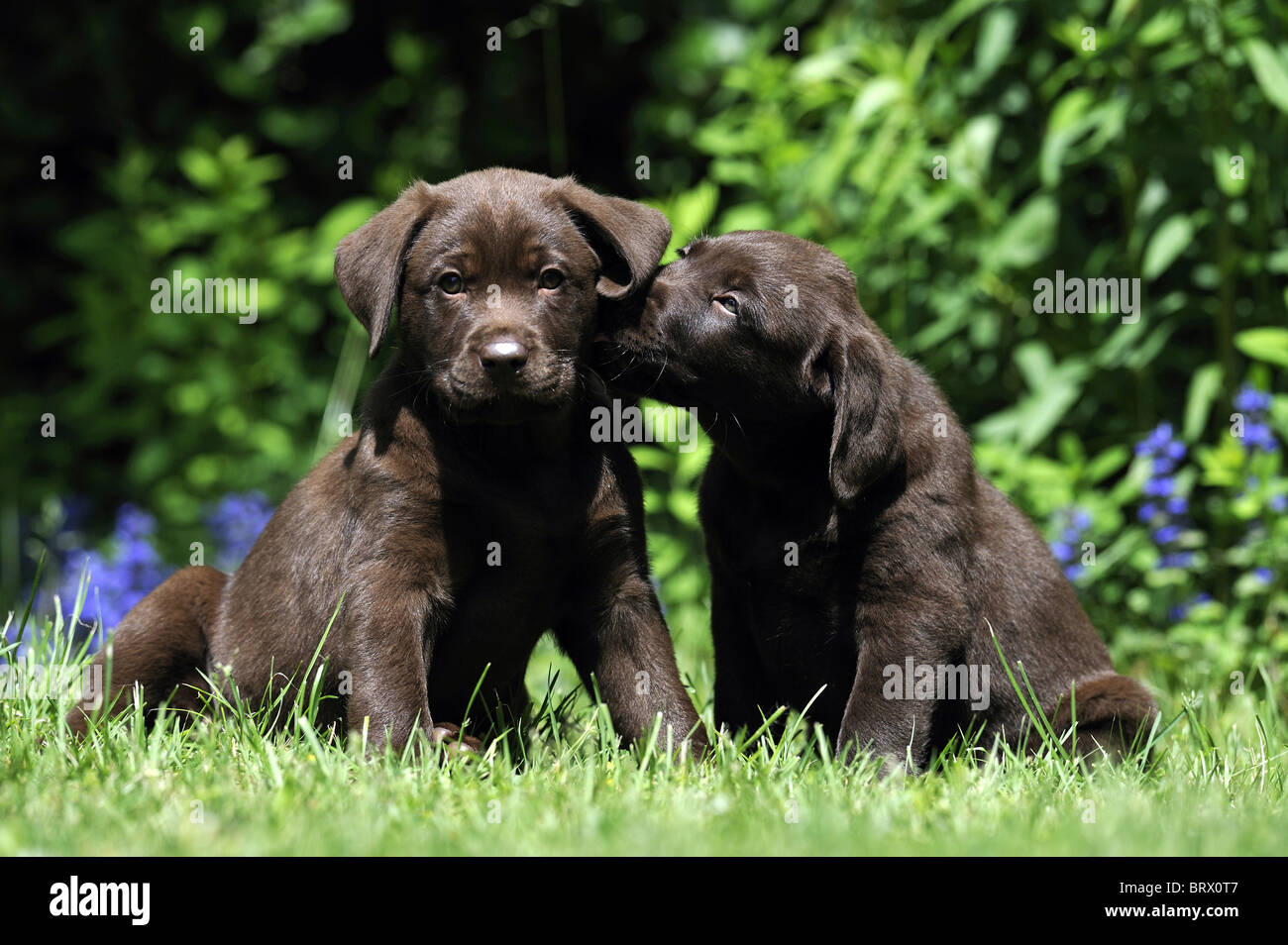 Labrador Retriever, Chocolate Labrador (Canis Lupus Familiaris), zwei Welpen sitzen in einem Garten. Stockfoto