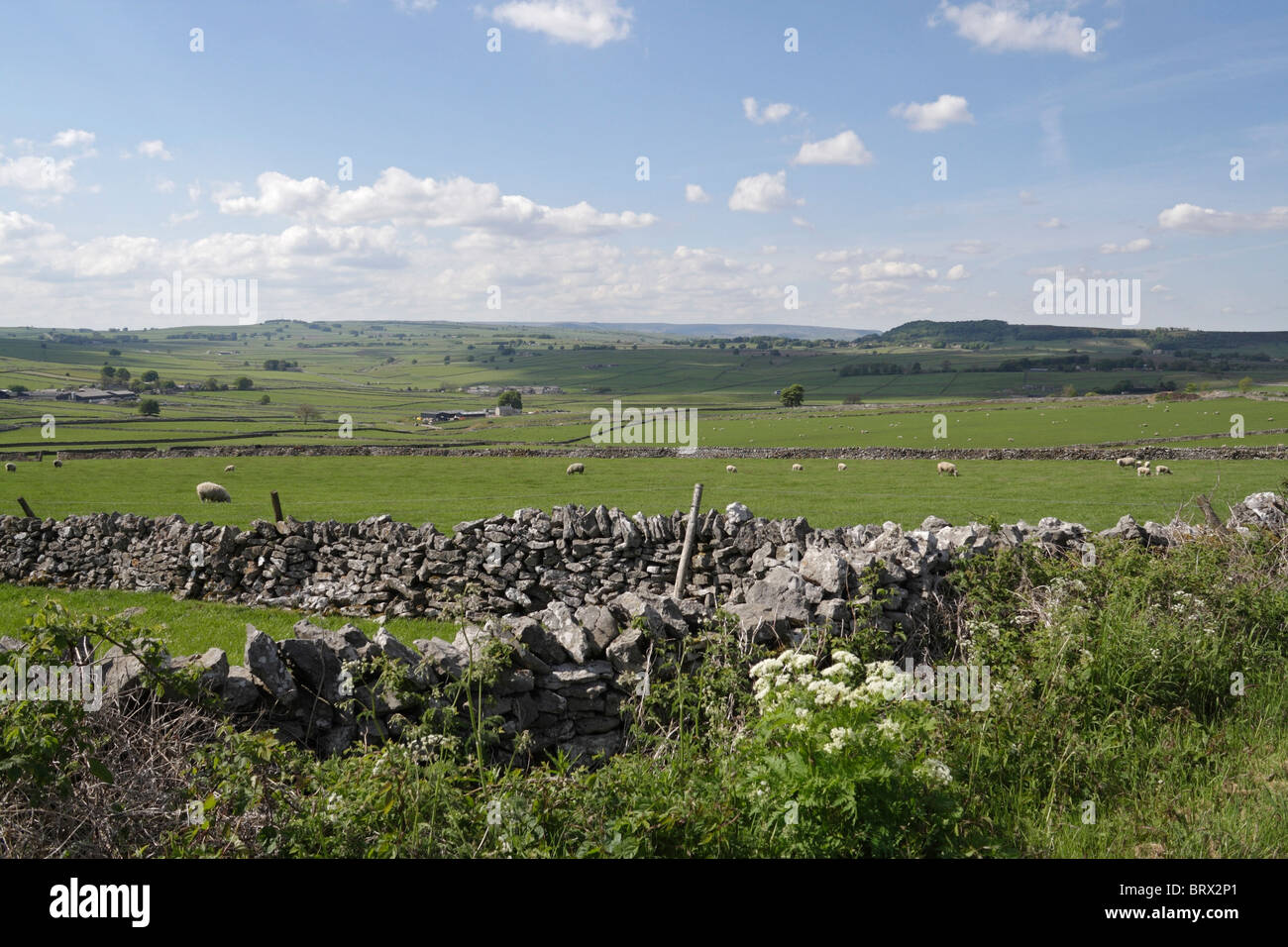 Peak District Blick auf Kalksteinlandschaft Ackerland und Schafweide. Dorf Wardlow Derbyshire England. Britische Landschaft. Landwirtschaftliche Flächen Stockfoto