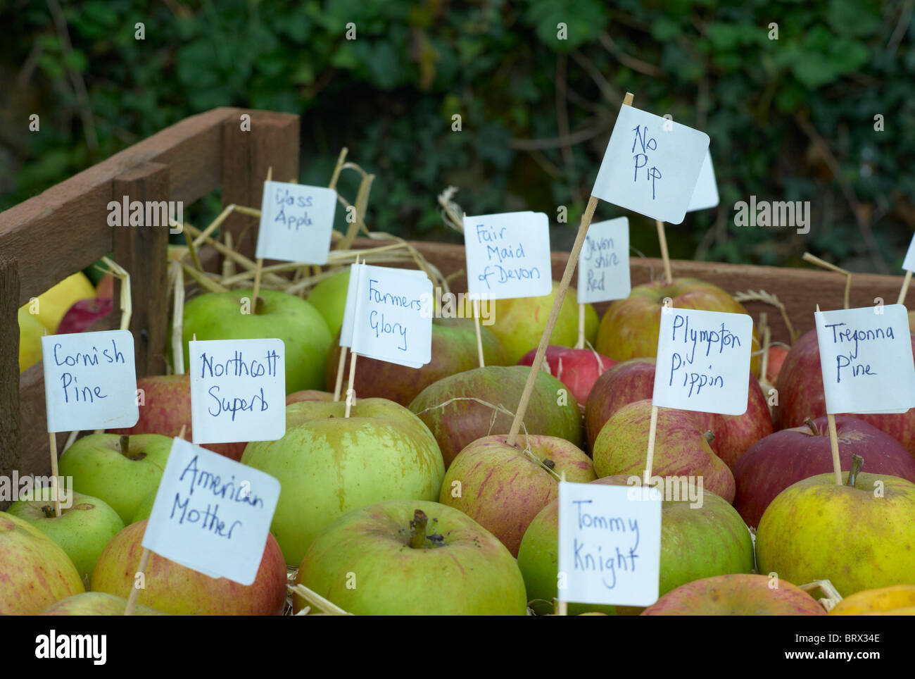 Beschriftete Apfelsorten in einem Feld zeigen die Vielfalt von Äpfeln im Vereinigten Königreich Stockfoto