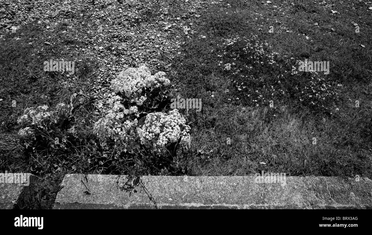 der Strand von dungeness,kent,u.k Stockfoto