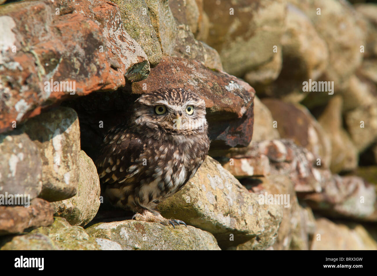 Steinkauz in Trockenmauer Stockfoto