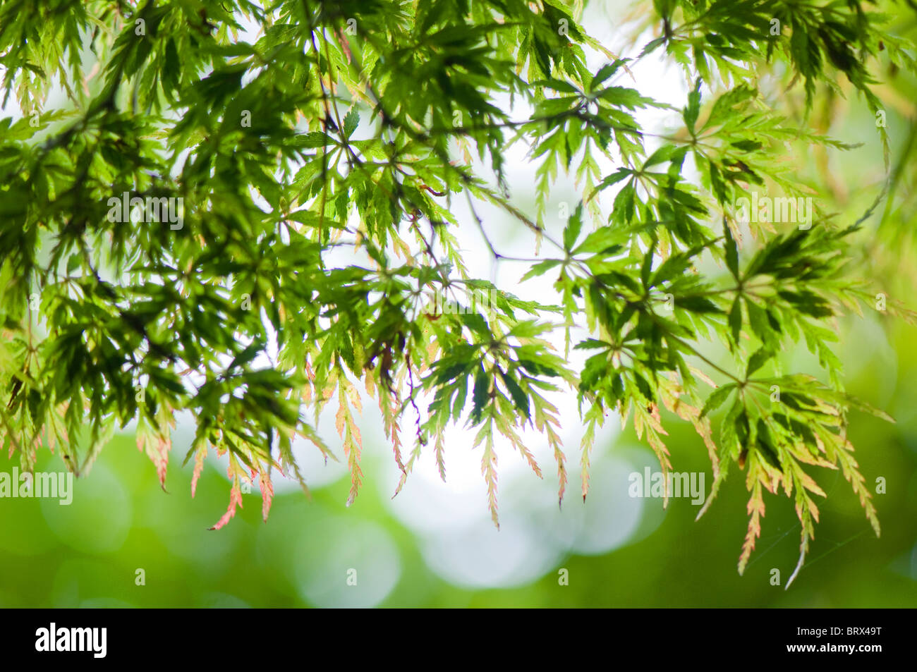 Nahaufnahme Bild von der schönen Herbstfarben der japanischen Ahornbaum verlässt auch bekannt als Acer Palmatum. Stockfoto