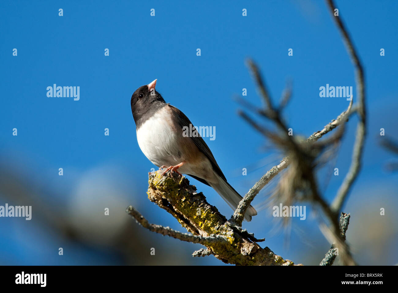 Dunkel-gemustertes Junco Stockfoto