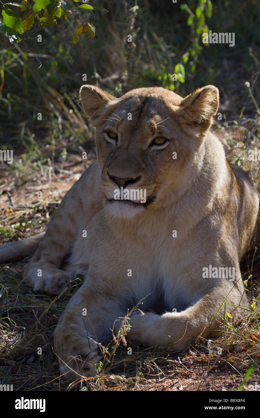 Junge weibliche Löwen ruhen Stockfoto