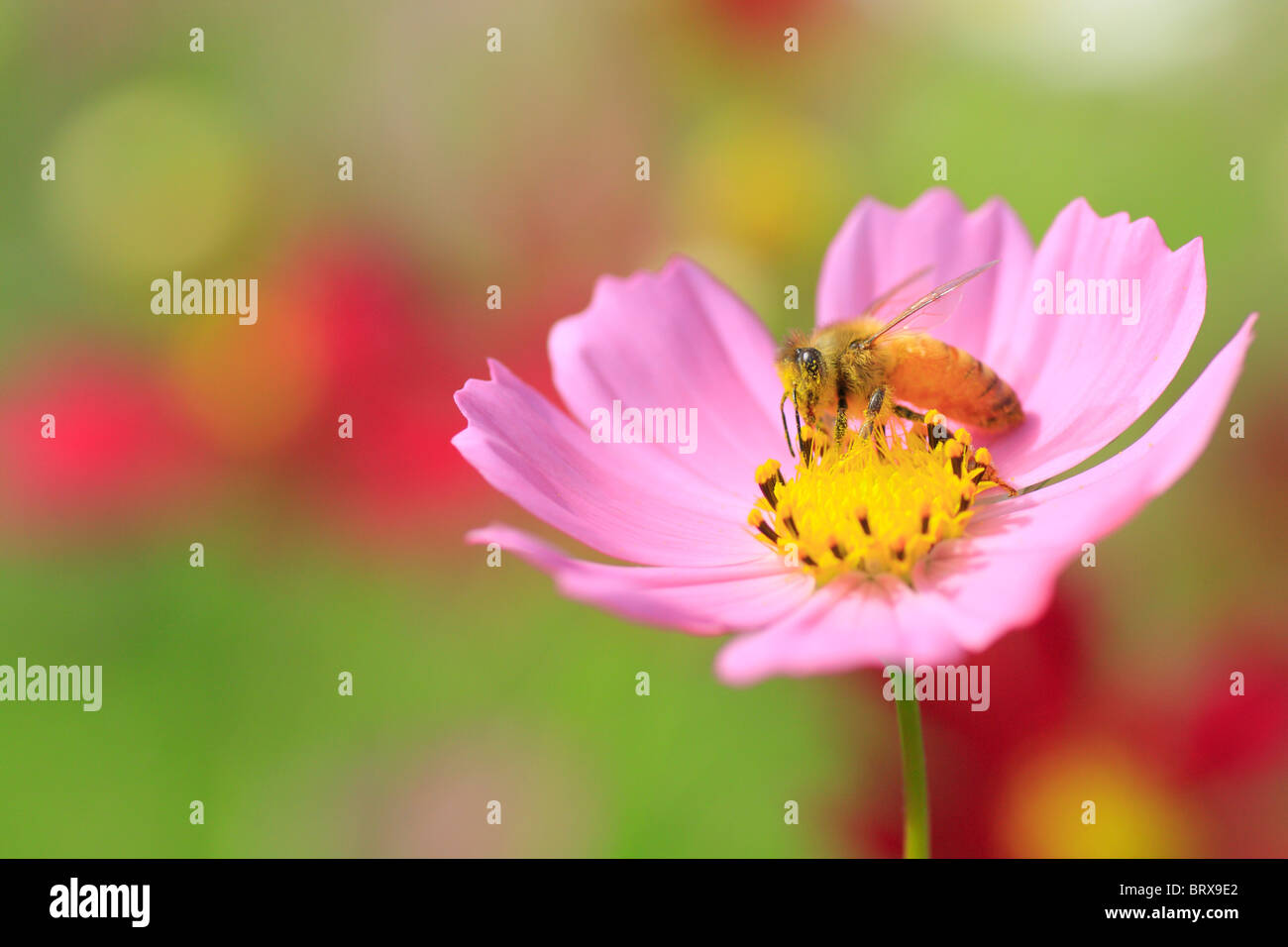 Biene auf Cosmos Blume Stockfoto