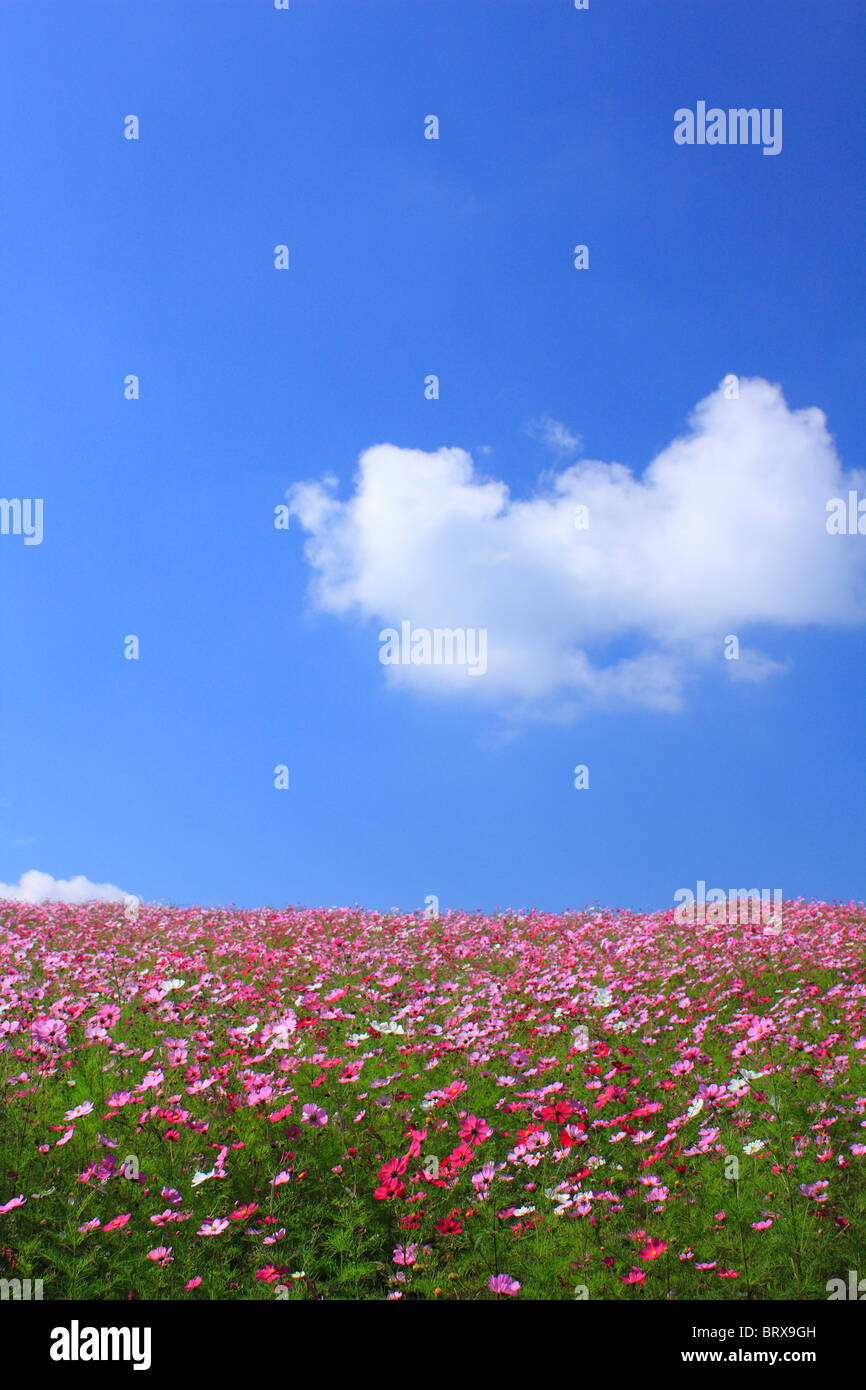 Blauer Himmel über Kosmos Blume Bereich Stockfoto