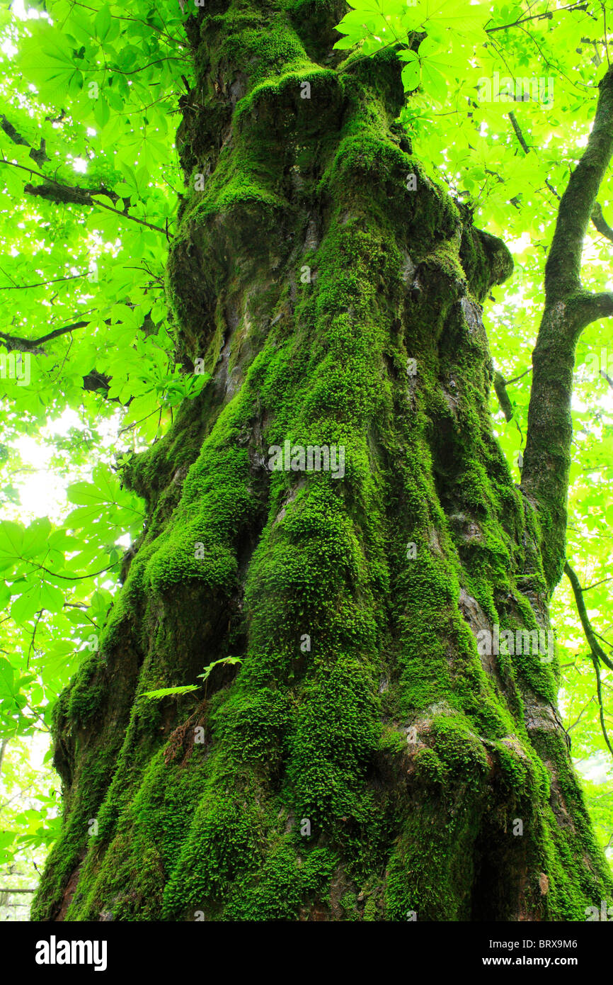 Moos auf Baumstamm Stockfoto