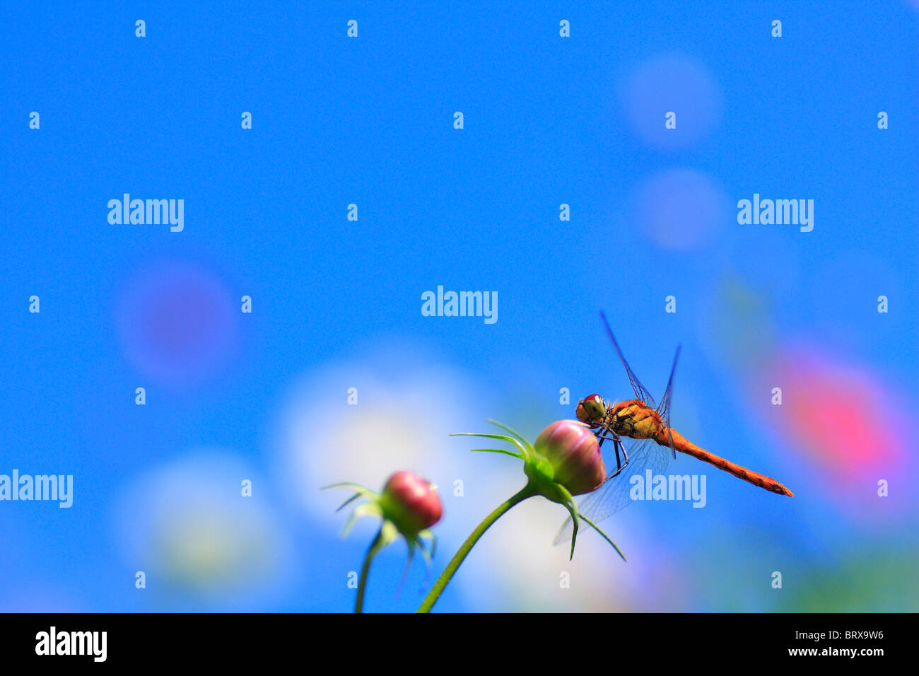 Libelle auf Cosmos Bud Stockfoto