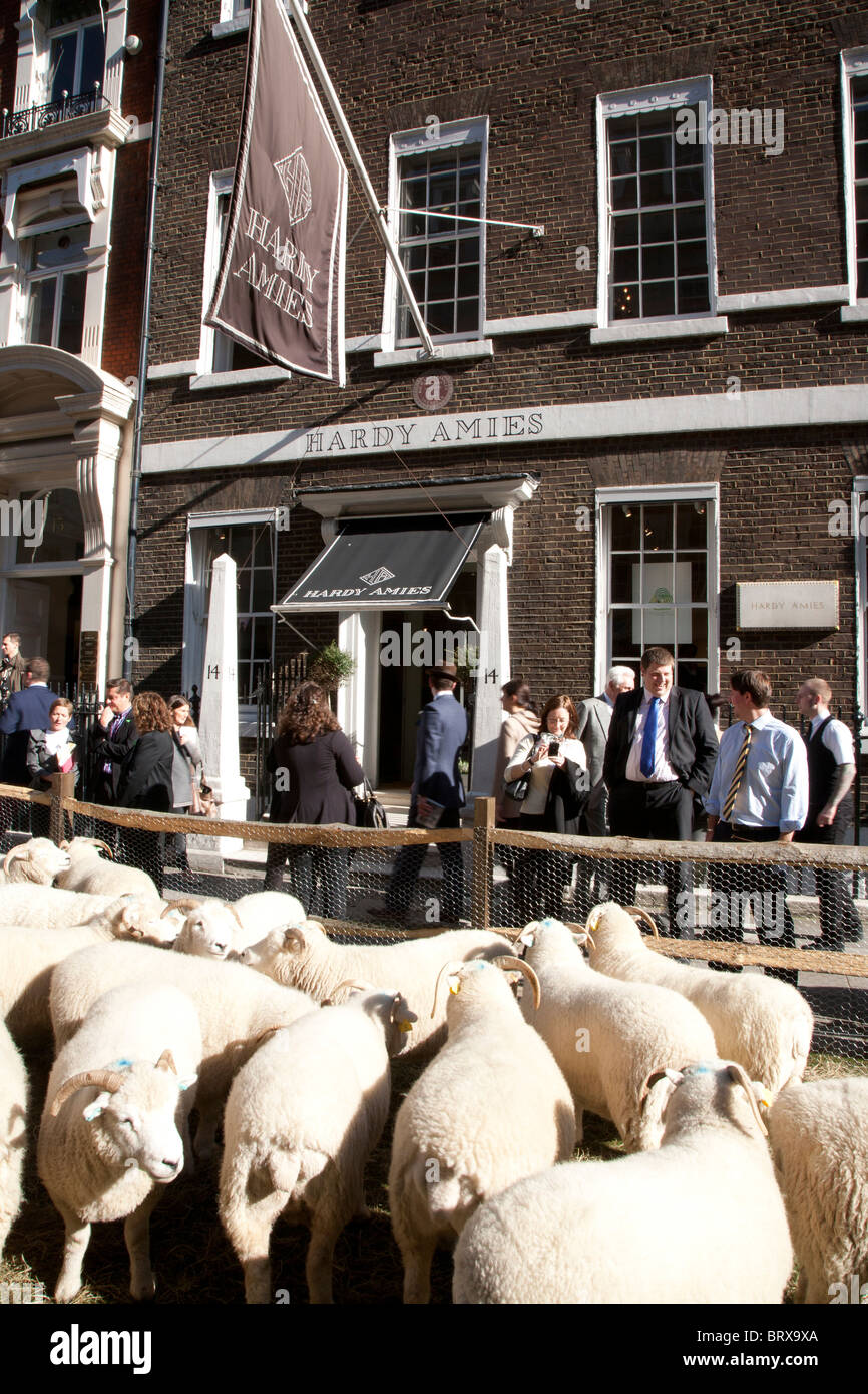 Schaf übernehmen Savile Row Stockfoto