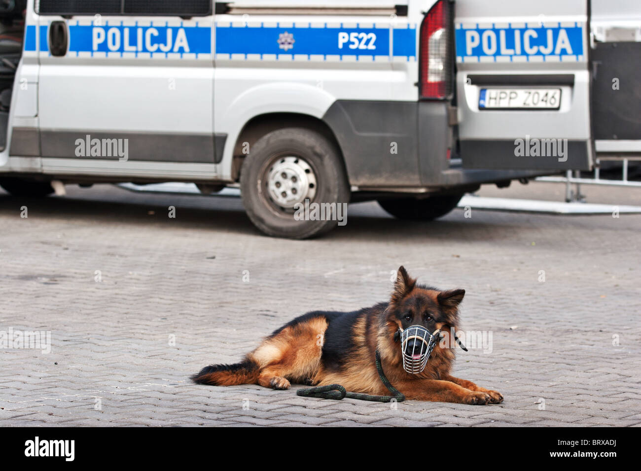 Polizeihund, Polen Stockfoto