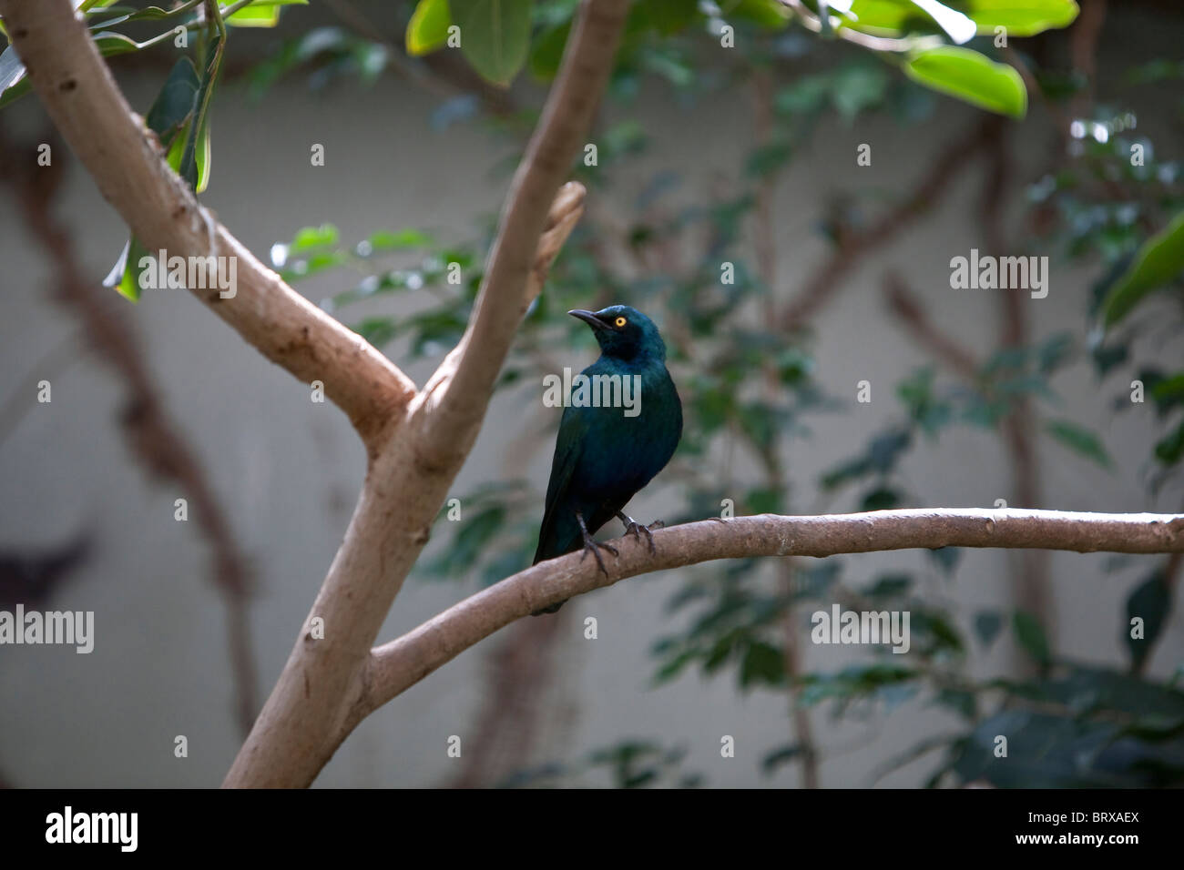 Mehr Blue-Eared Glossy Starling Stockfoto