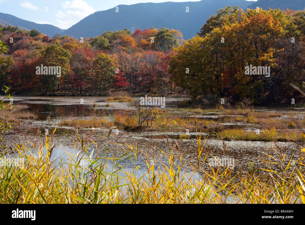 Kannon Swamp Park im Herbst Stockfoto