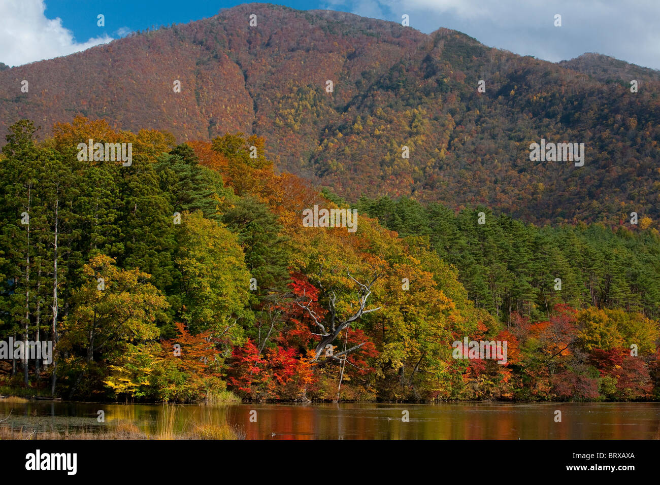 Kannon Swamp Park im Herbst Stockfoto