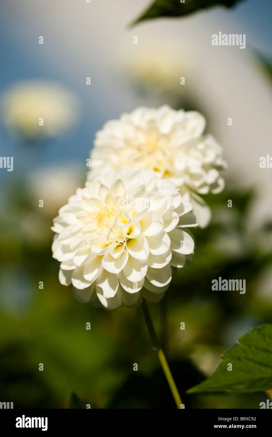 Dahlie "White Aster" in voller Blüte Stockfoto