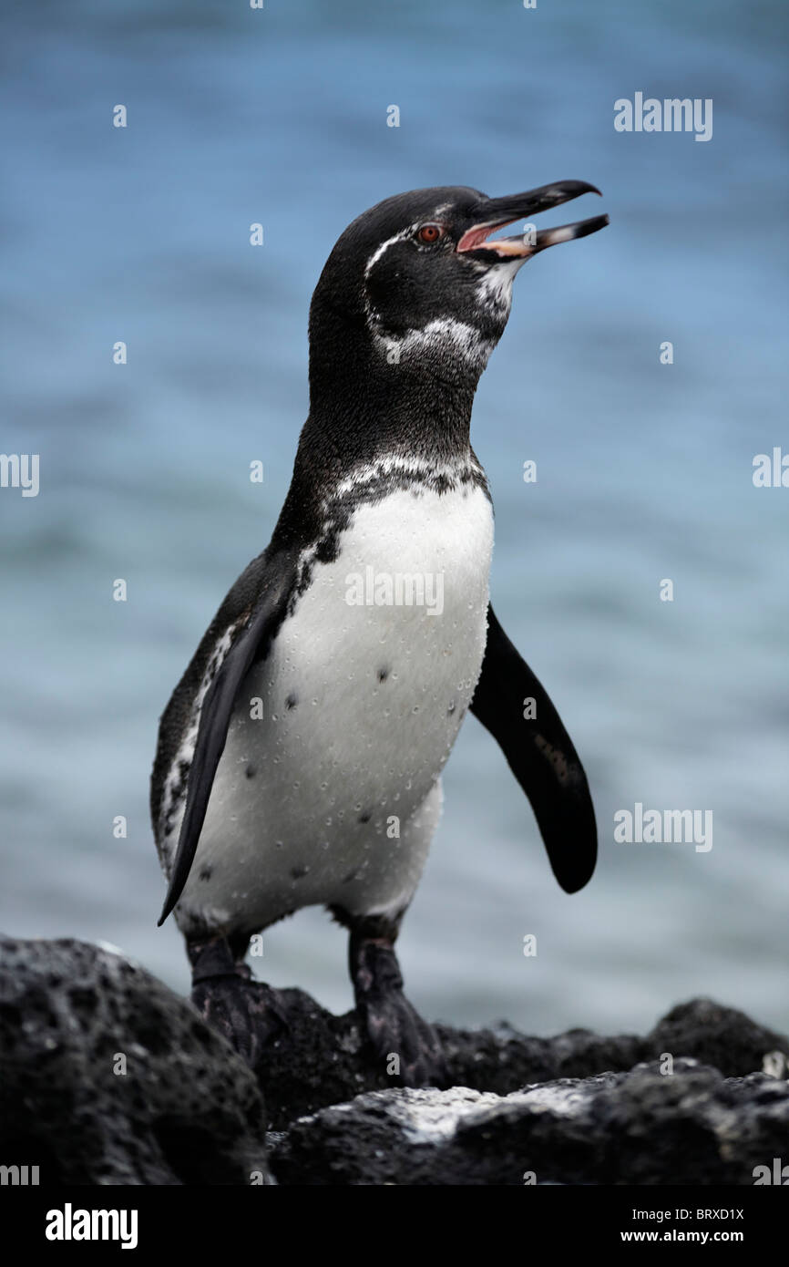 Galápagos-Pinguin (Spheniscus Mendiculus) an der Felsküste, Fernandina, Punta Espinosa, Insel, Galapagos-Archipel Stockfoto