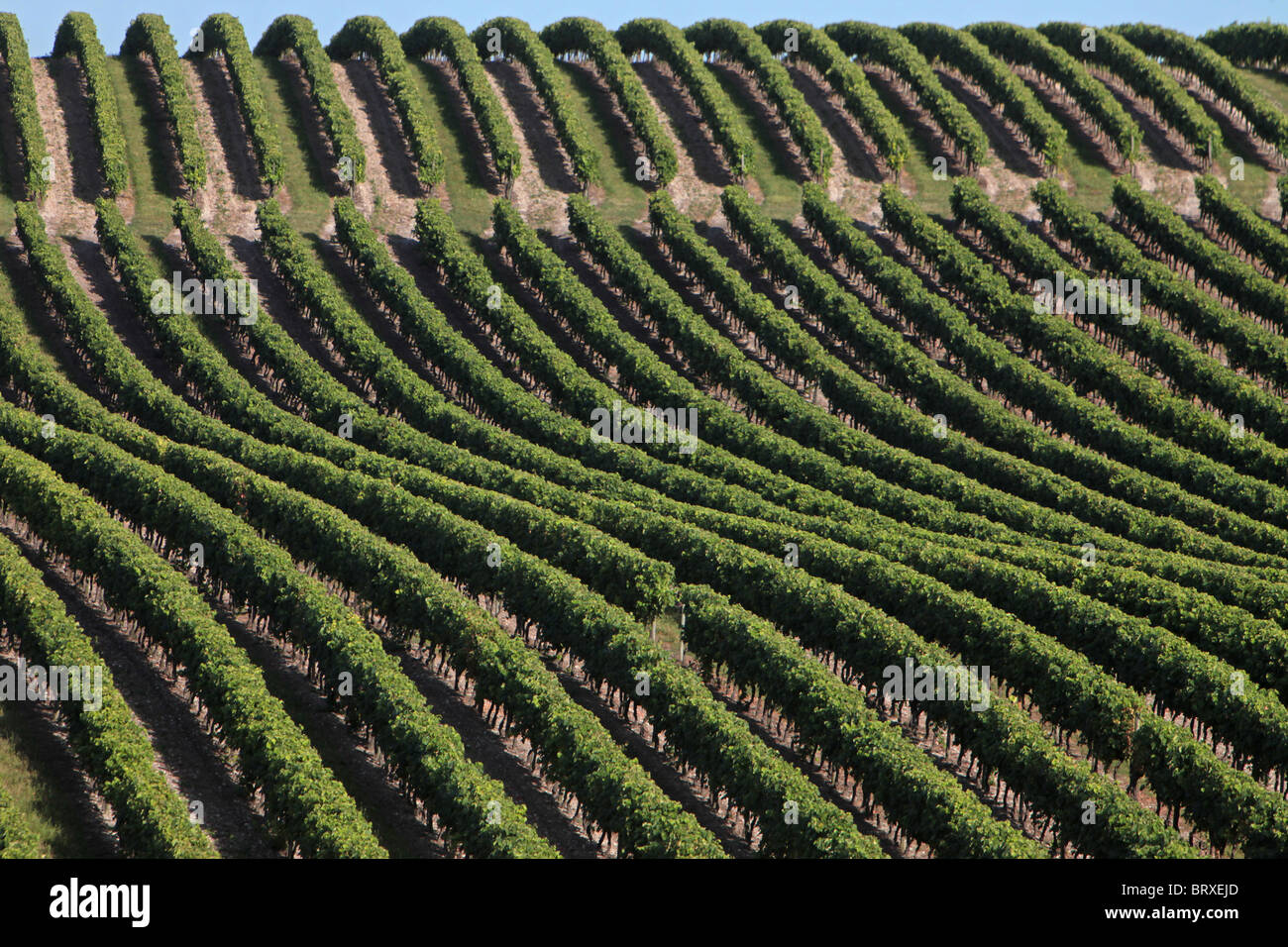 COGNAC-WEINBERG, WEINGUT IN FAMILIENBESITZ FRAPIN BEFINDET SICH IN LIGNIERES SONNEVILLE, GRANDE CHAMPAGNE, FRANKREICH, CHARENTE (16) Stockfoto