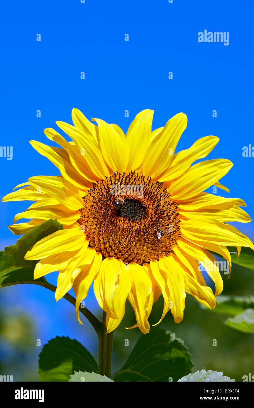 Sonnenblume - Helianthus Annus 'American Giant' - mit Biene & hoverfly Stockfoto
