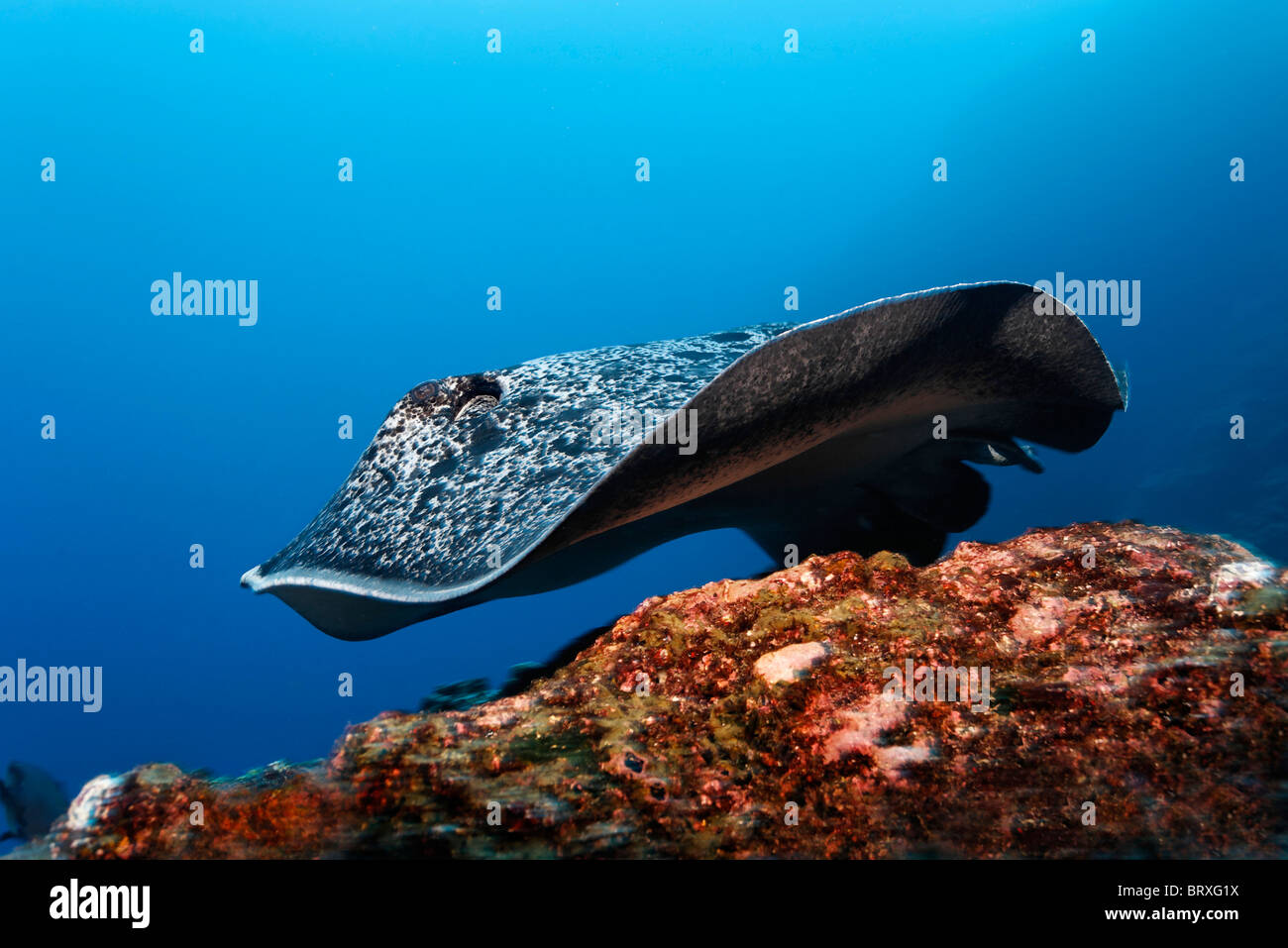 Blackspotted Sting Ray (Taeniura Meyeni), gleiten über Riff, Cocos Island, Costa Rica, Mittelamerika, Pazifik Stockfoto