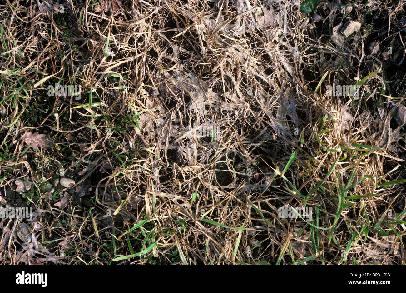 Rosa Schnee Schimmel (Microdochium Nivale) stark beschädigte Gerste Ernte Stockfoto