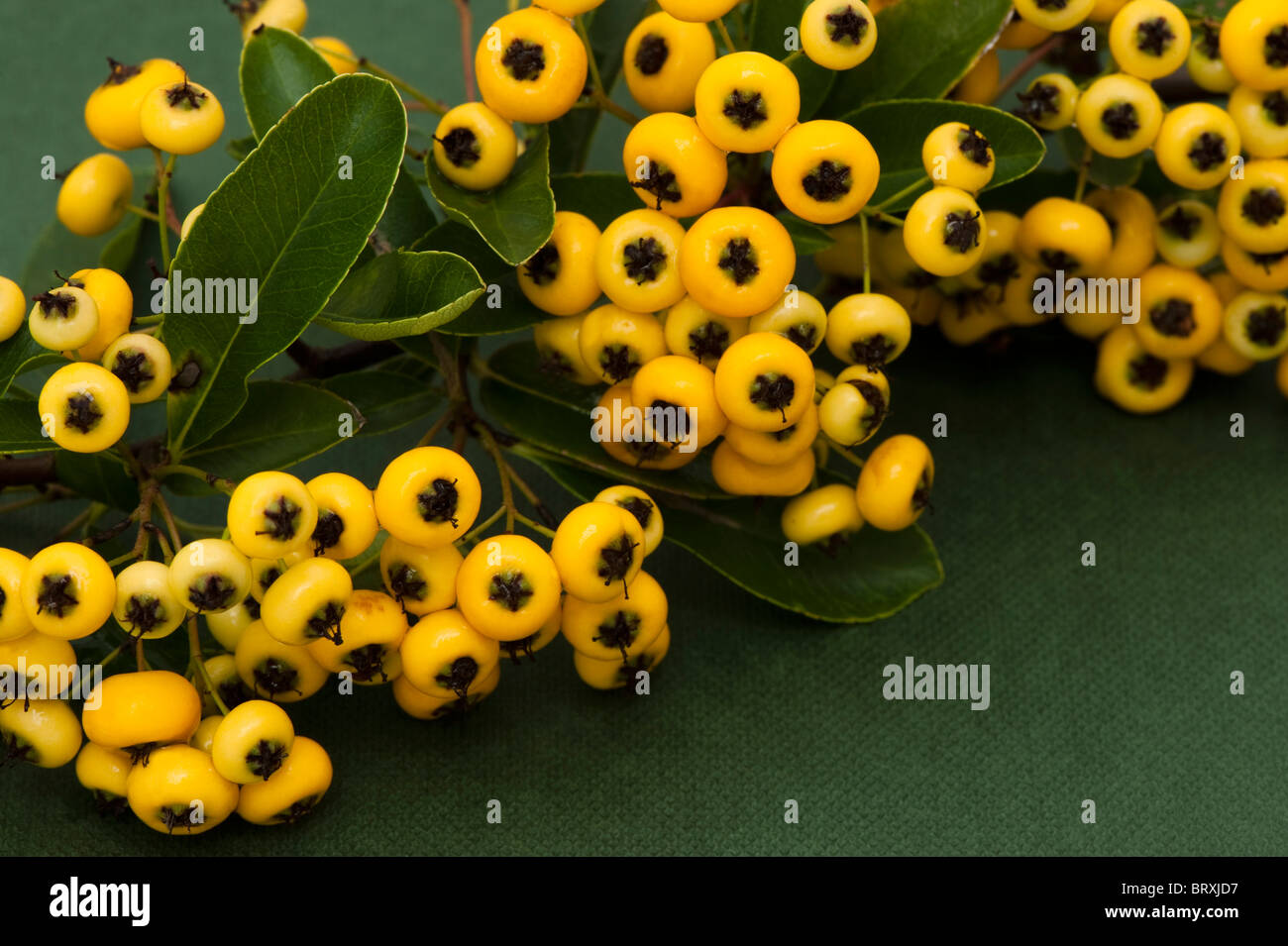 Gelbe Beeren aus einer Pyracantha, Feuerdorn Stockfoto