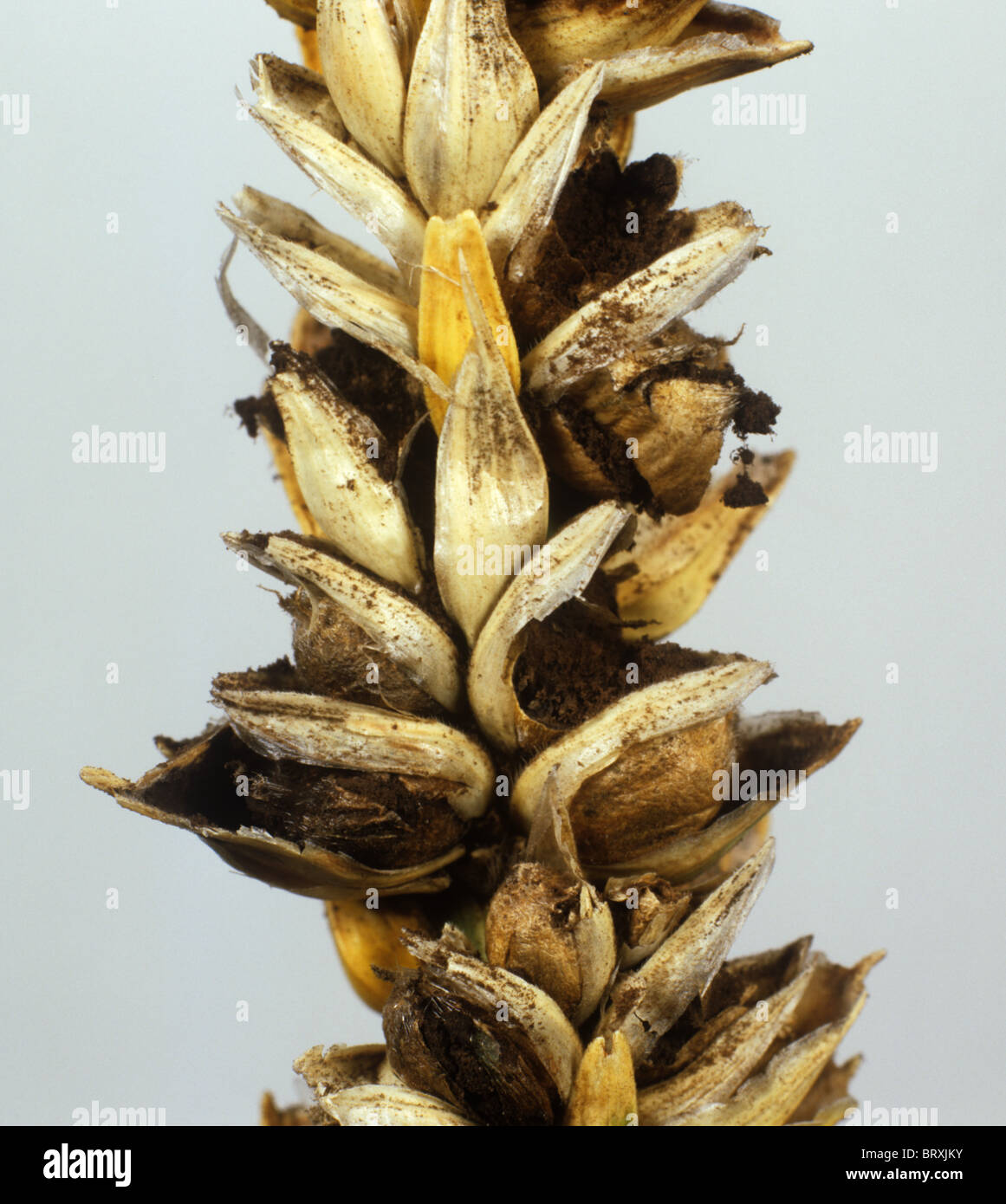 Tilletia tritici Fotos und Bildmaterial in hoher Auflösung Alamy