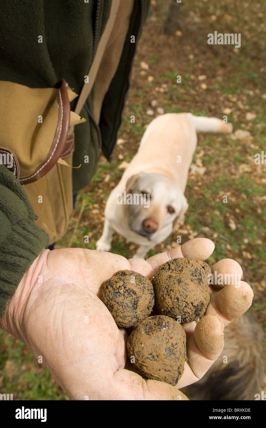 Trüffelsuche in Frankreich. Mann mit Trüffel, die nur in der Nähe von Avignon mit Trüffelhund im Hintergrund gefunden wurden. Stockfoto