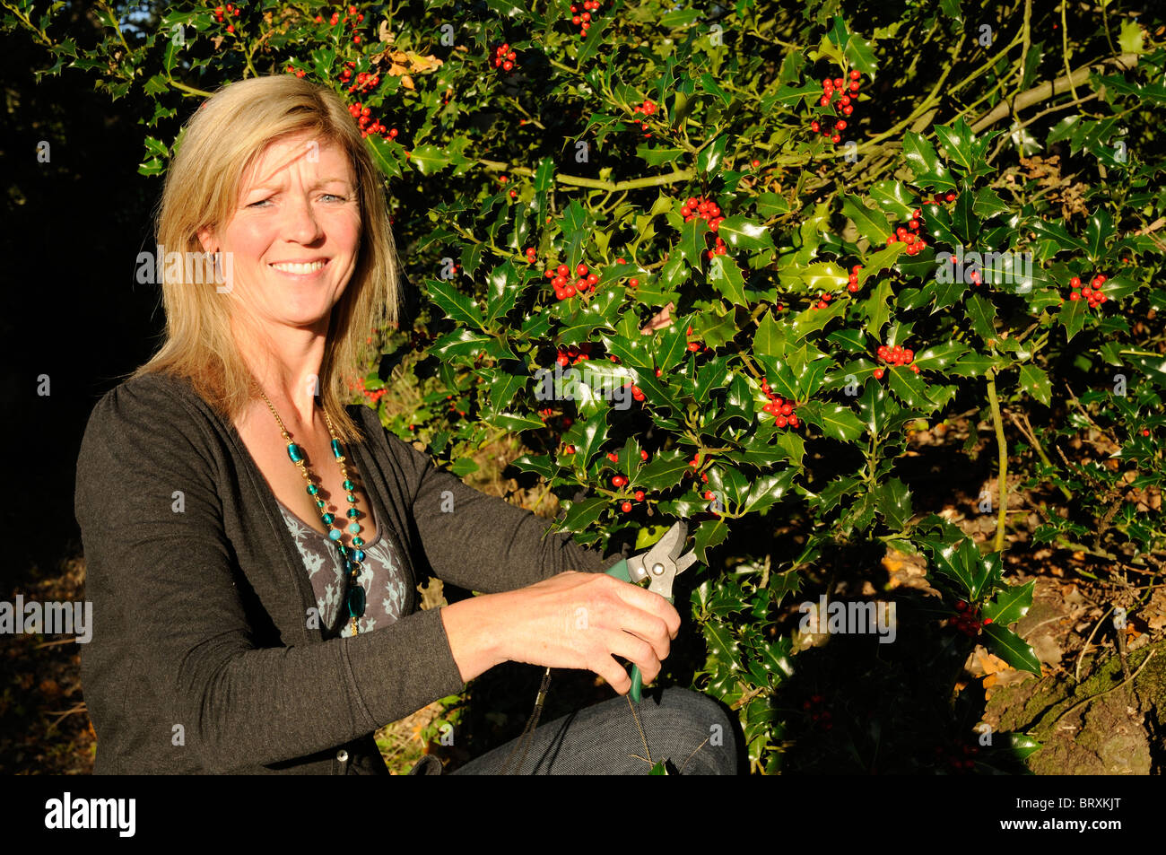 Die Frauenbeschneidung roten Beeren auf einem Holly Ast für Weihnachtsschmuck. Die Blätter haben eine medizinische Verwendung bei der Behandlung von Erkältungen Stockfoto